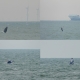 Humpback whale spotted off Belgian coast