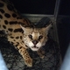 Escaped serval captured by Ghent fire service