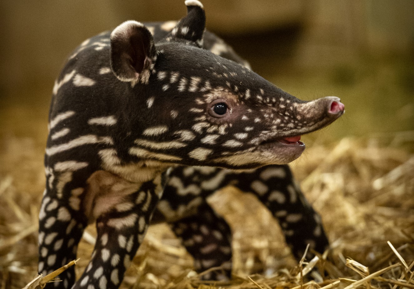 Cute, or what? Baby tapir born at Antwerp Zoo | The Bulletin