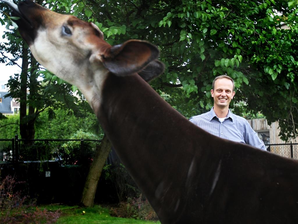 Of okapis and men: Antwerp Zoo helps preserve endangered species | The  Bulletin